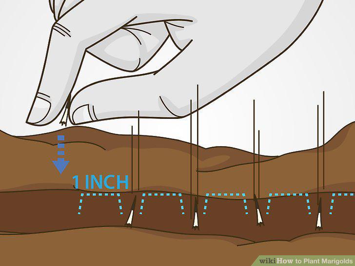 Step 7