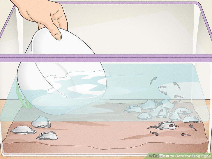 Step 12
