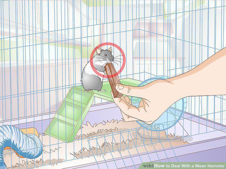 Step 12