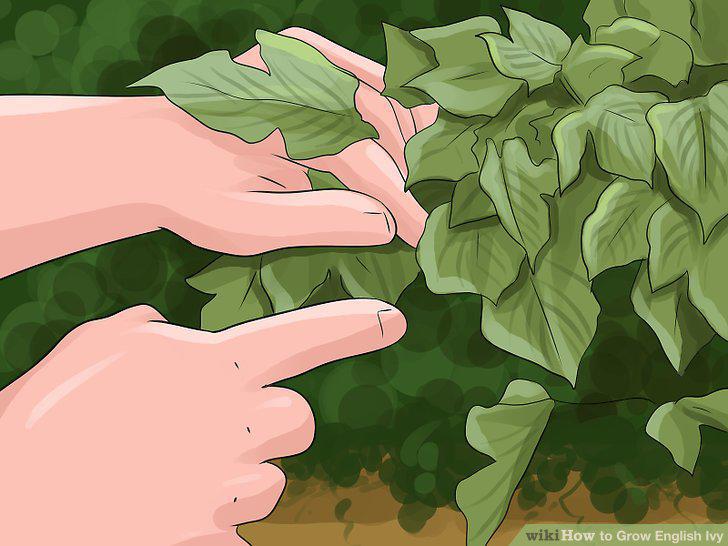 Step 6