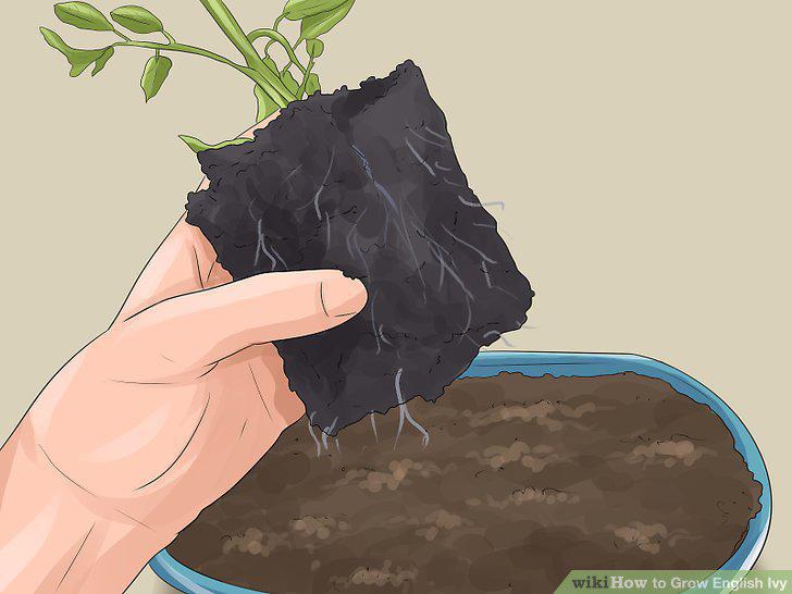 Step 8