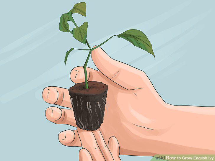 Step 9