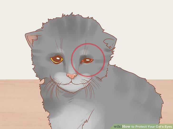 Step 11