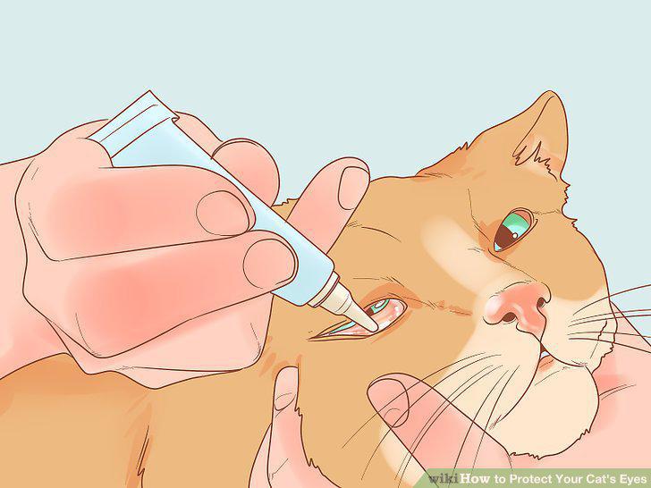 Step 12