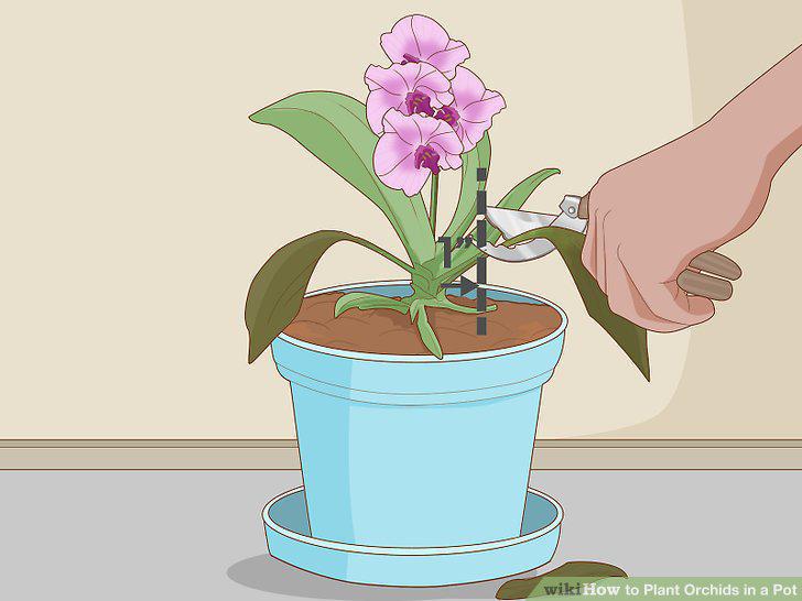 Step 12