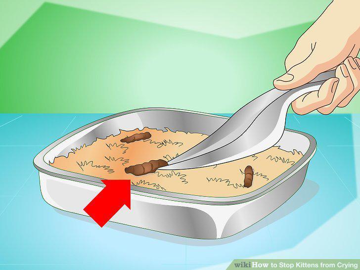 Step 11