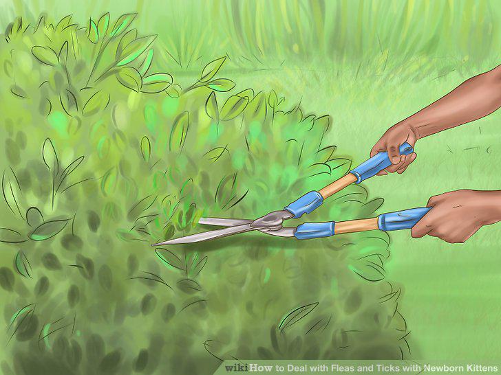 Step 11