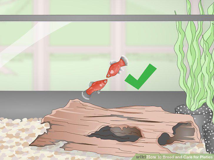 Step 12