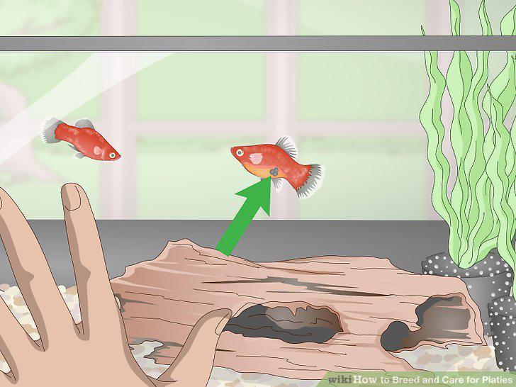 Step 13