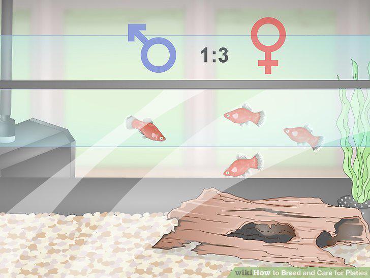 Step 7