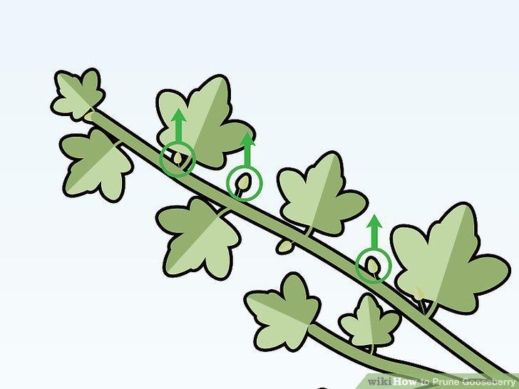 Step 11