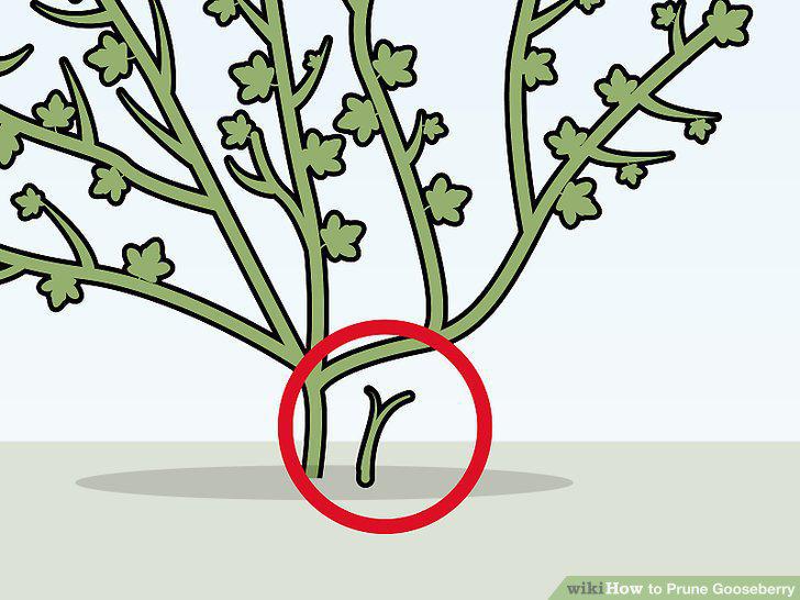 Step 6