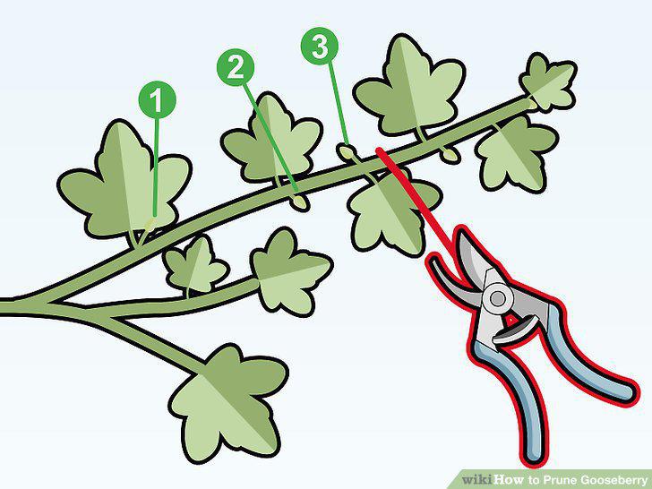 Step 10