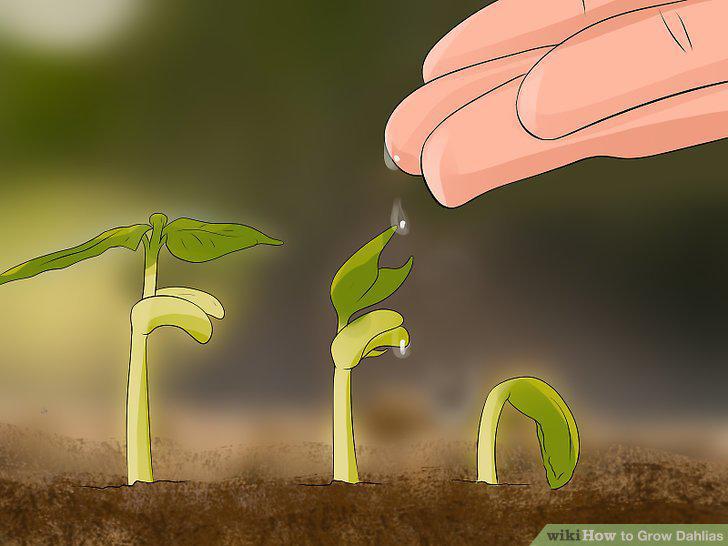 Step 11