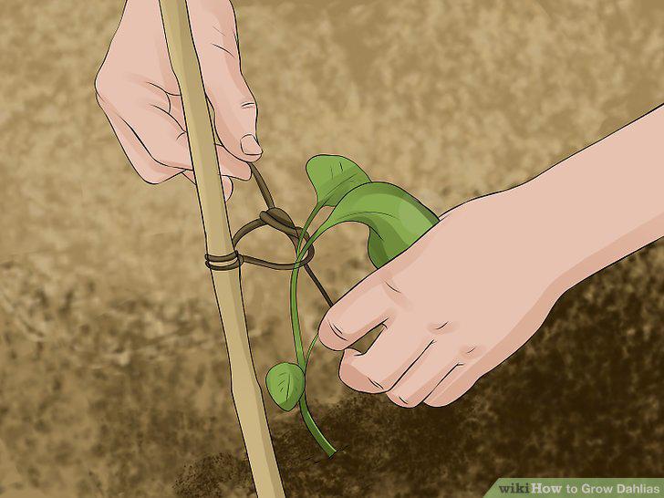 Step 13