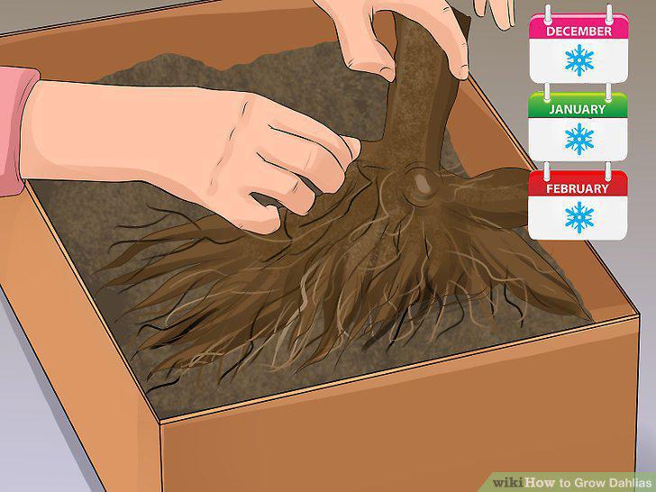 Step 15