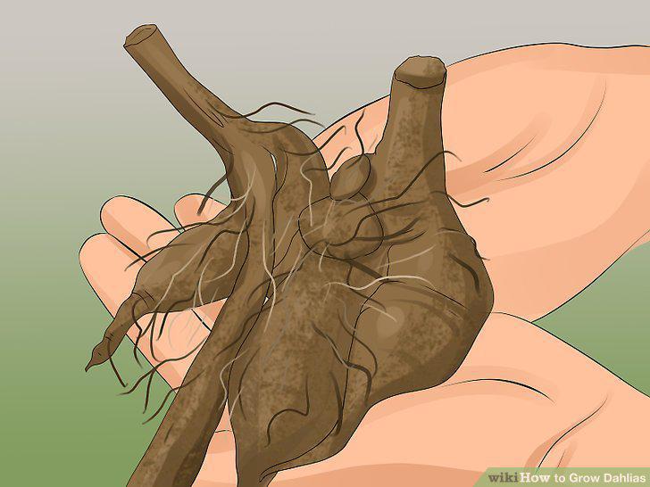 Step 16