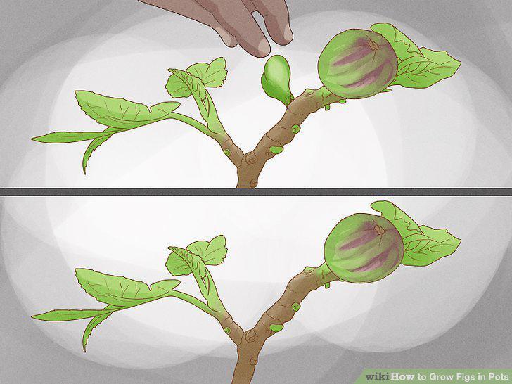 Step 11