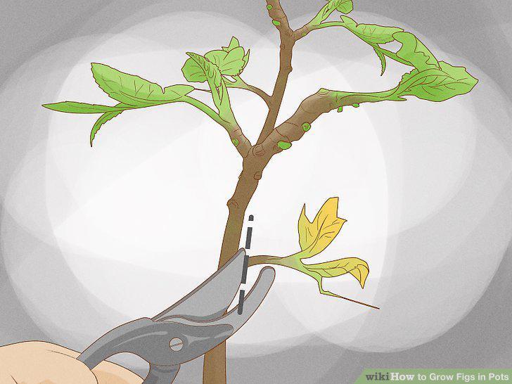 Step 13