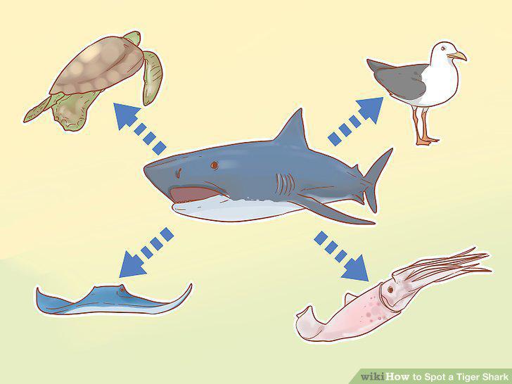 Step 11