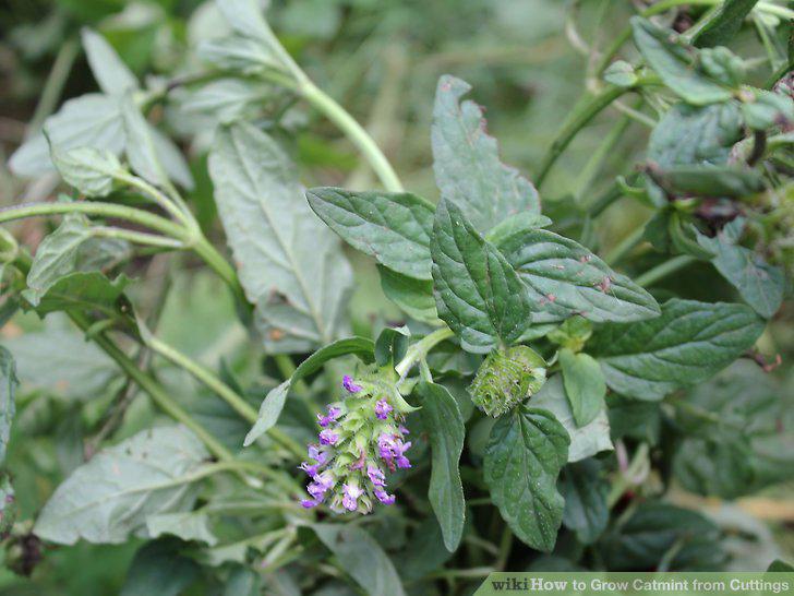 Step 11