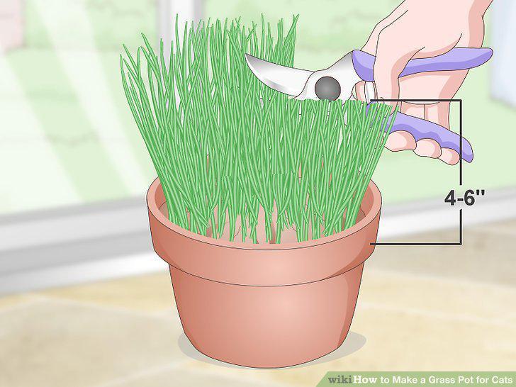 Step 12