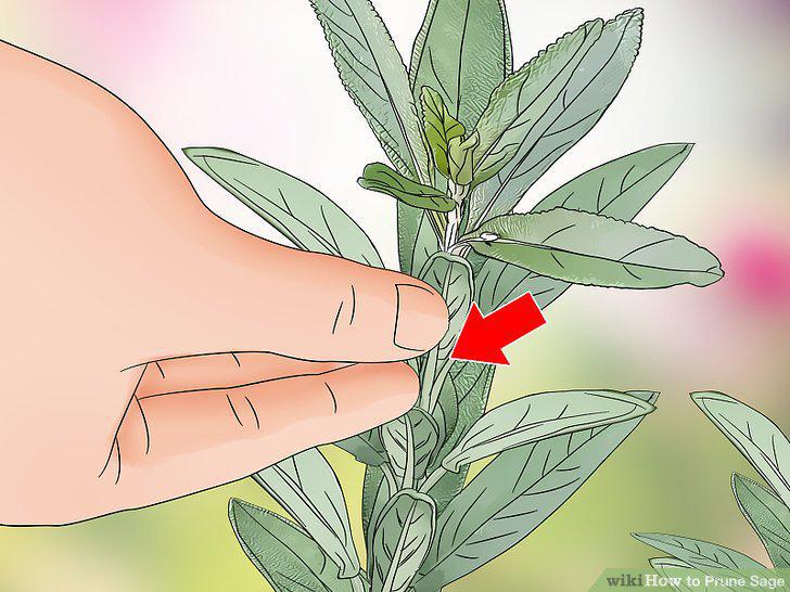 Step 5