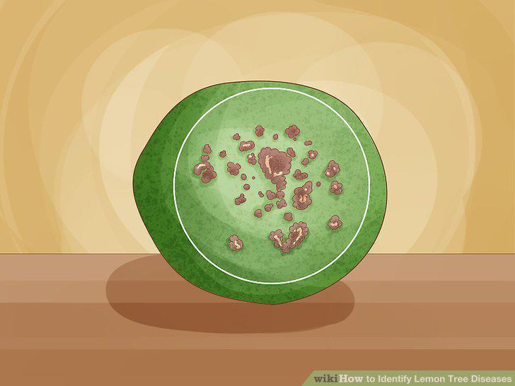 Step 15