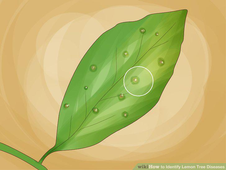 Step 16