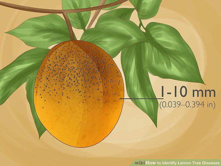 Step 7