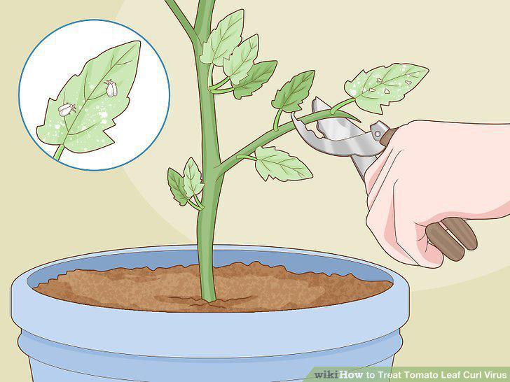 Step 12