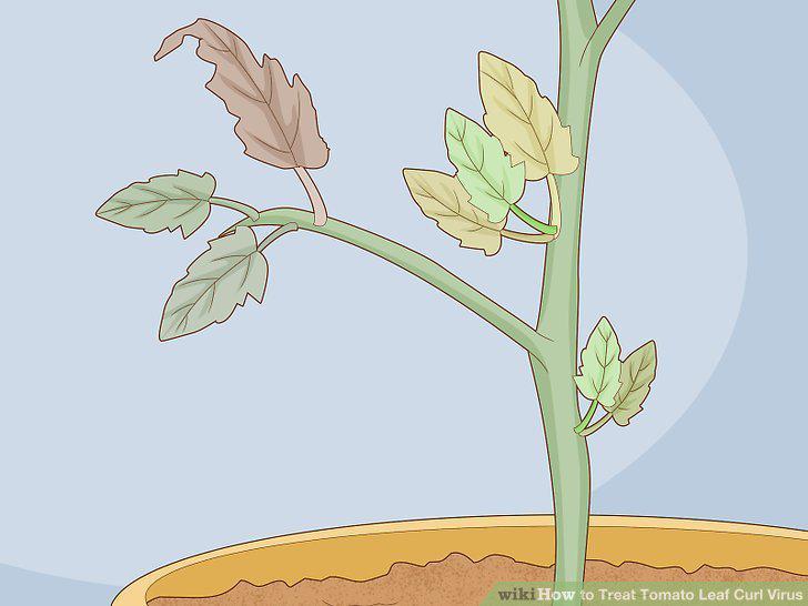 Step 13