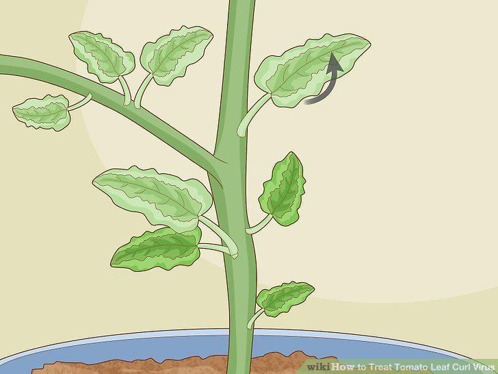 Step 14