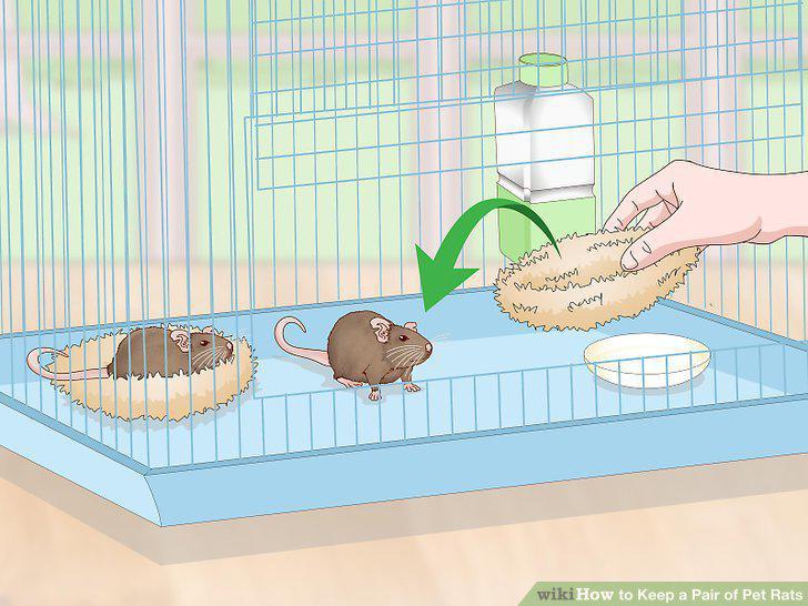 Step 12