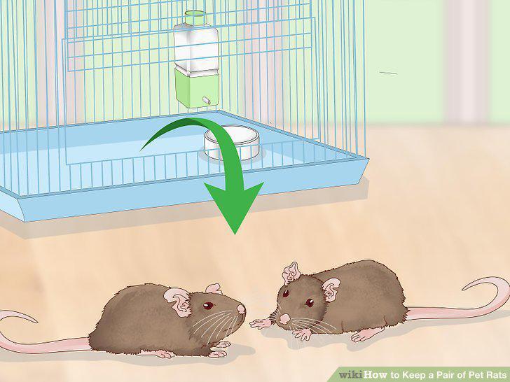 Step 15
