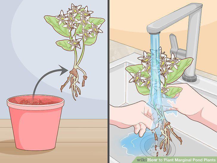 Step 12