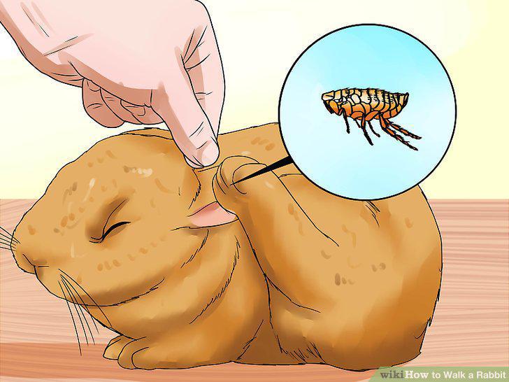 Step 13