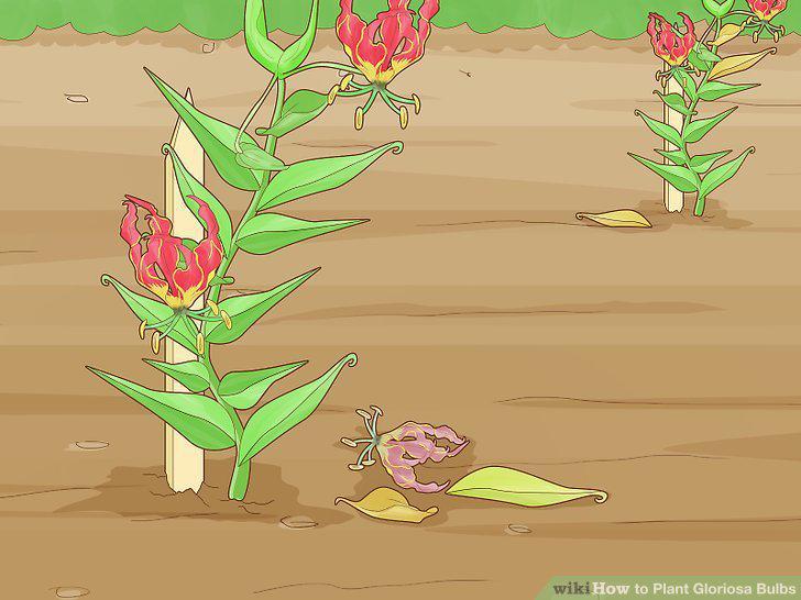 Step 11