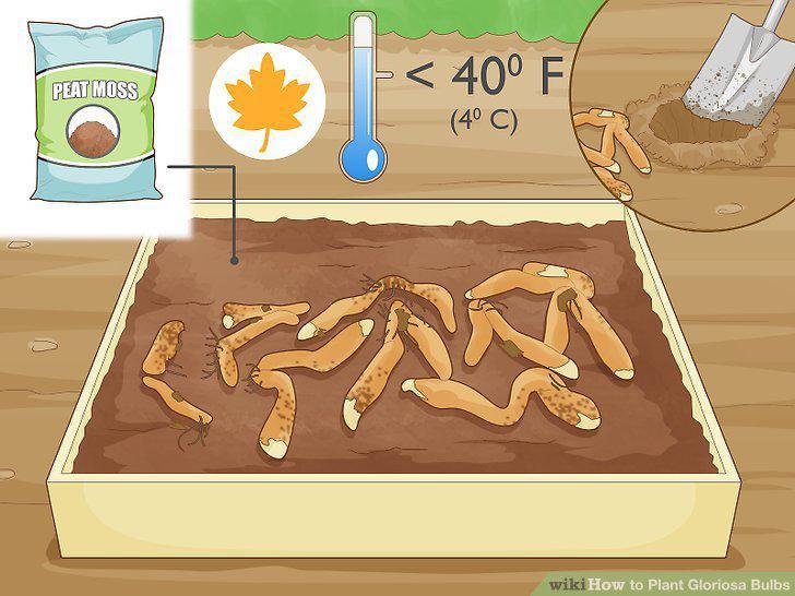 Step 12