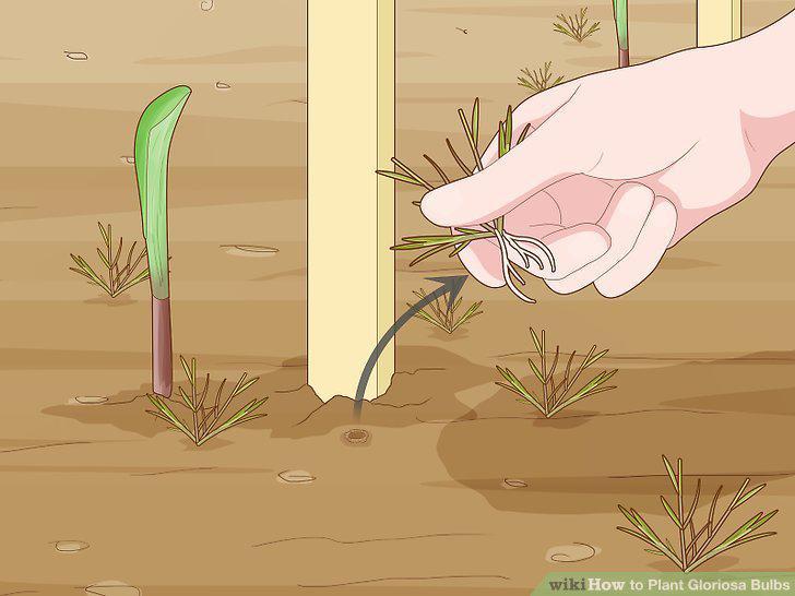 Step 10