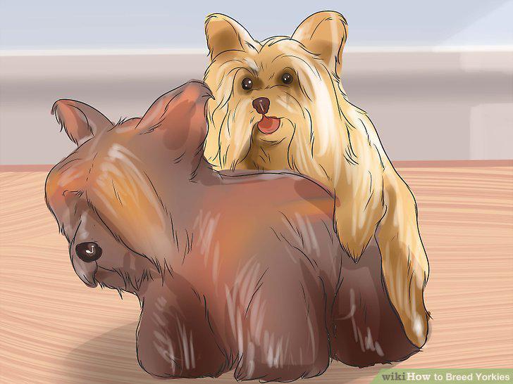 Step 11