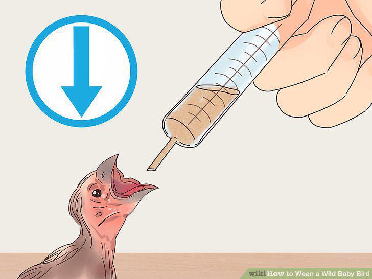 Step 12