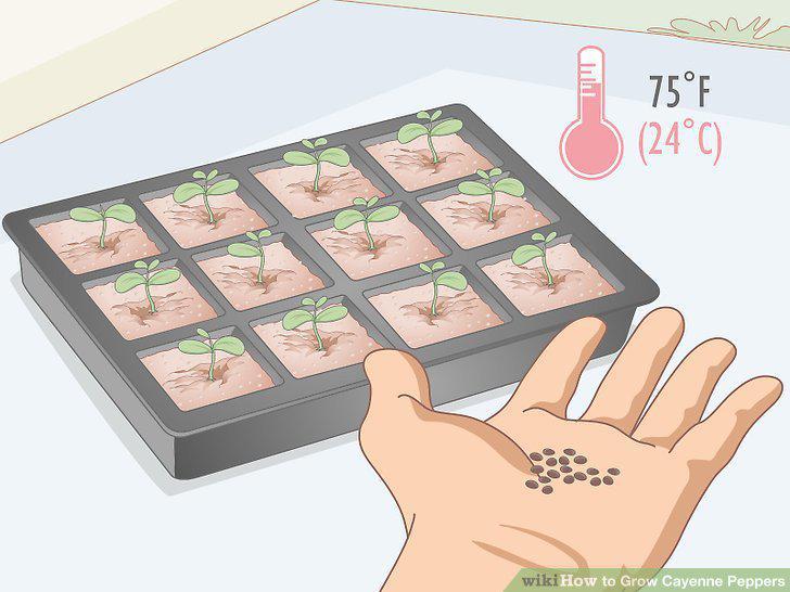 Step 2