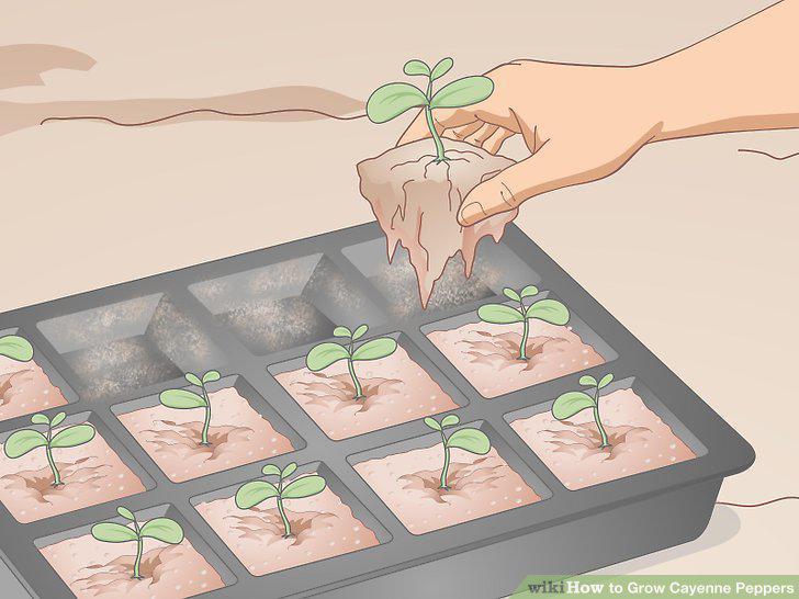 Step 5