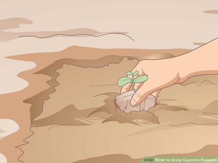 Step 6