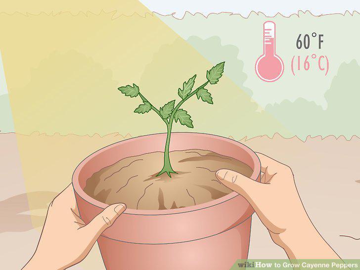 Step 9