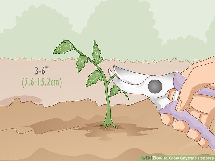 Step 10