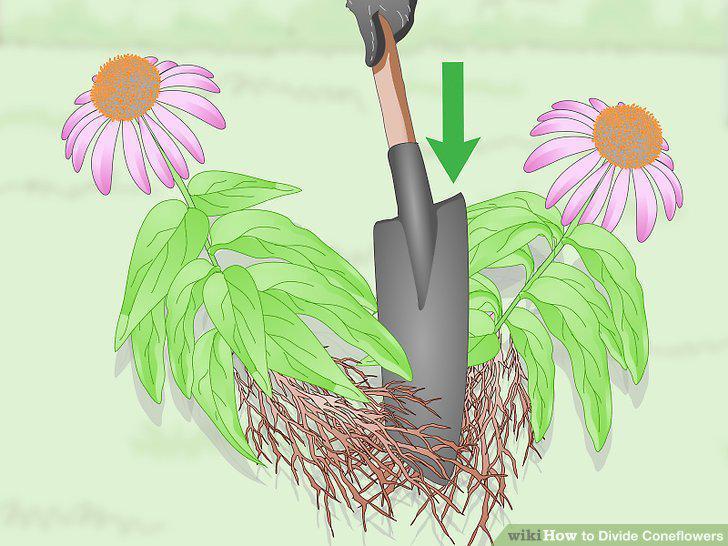 Step 11