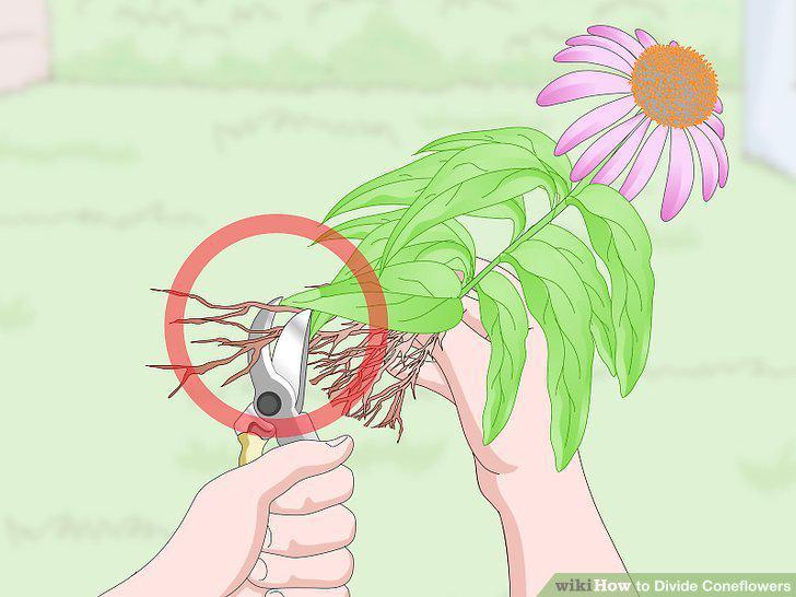 Step 12