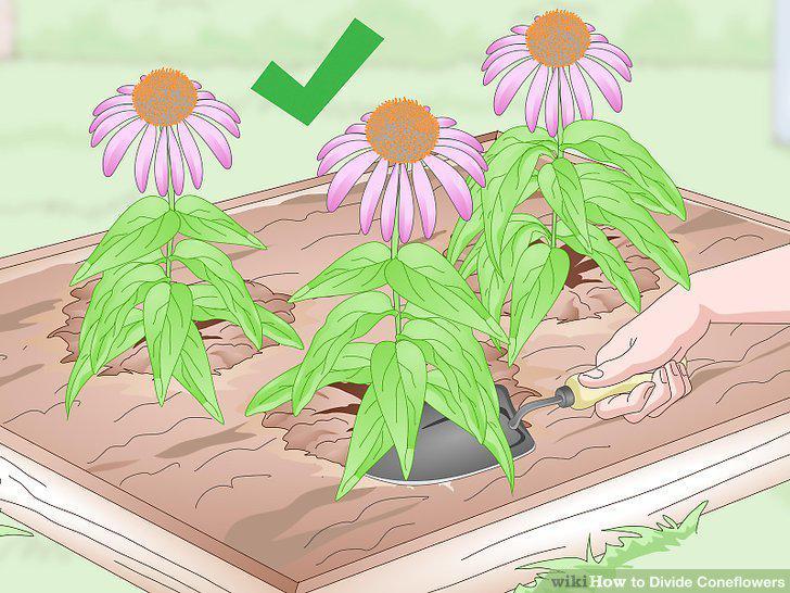 Step 15